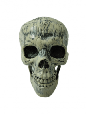 Skull Halloween Decorations